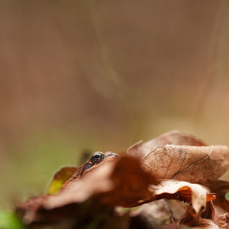 Grasfrosch