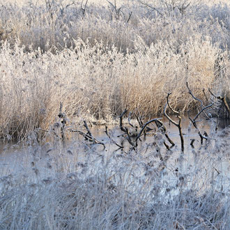 Deusmaurer Moor