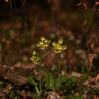 Schlüsselblume