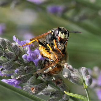 Bienenwolf