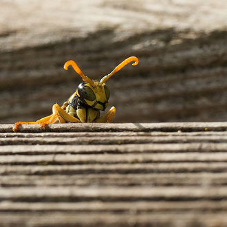 Feldwespe ♂