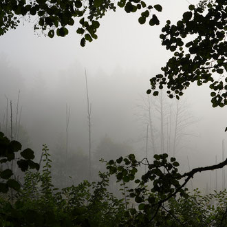 Deusmaurer Moor