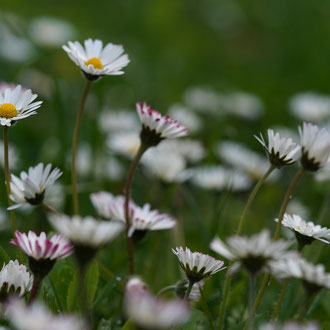 Gänseblümchen