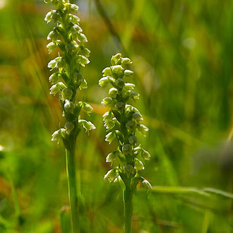 Honigorchis