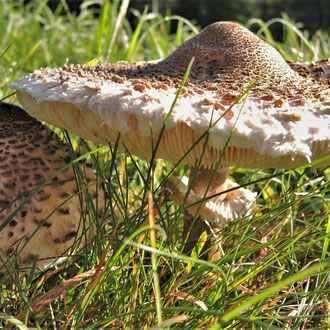 Parasol