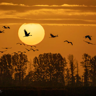 Kraniche bei Sonnenaufgang - 2022-10 an der Ostsee © Olaf Karwisch 