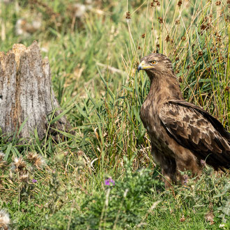 Schreiadler * 2020 * © Olaf Karwisch