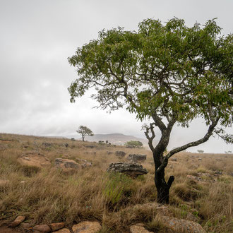 Südafrika * 2017 * © Olaf Karwisch