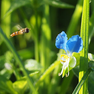蜂と露草