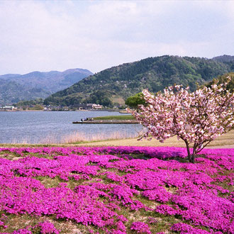 東郷池芝桜