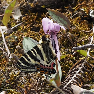 春の女神：ギフチョウがカタクリの花に吸蜜：ギボシ山