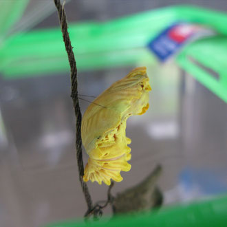 ジャコウアゲハの蛹、２０２２年７月２１～２２日