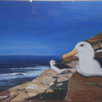 Albatros