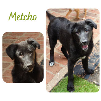 Metcho