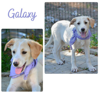 Galaxy