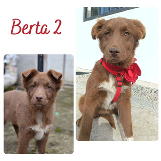 Berta2