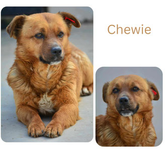 Chewie