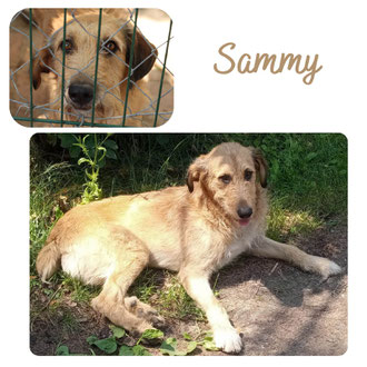 Sammy