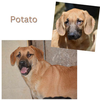 Potato