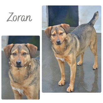 Zoran