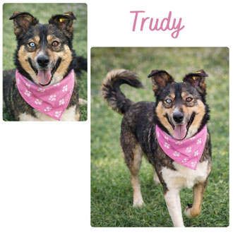 Trudy