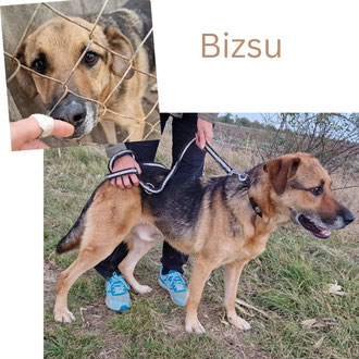 Biszu