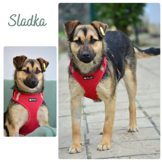 Sladka