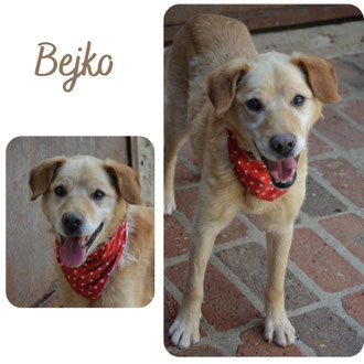 Bejko