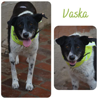 Vaska
