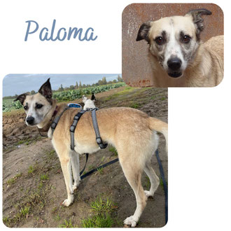 Paloma