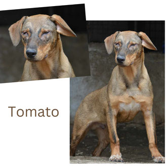 Tomato