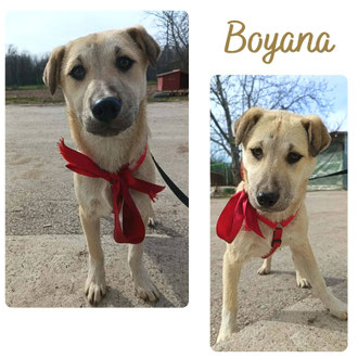 Boyana