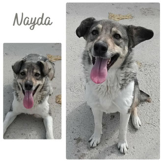 Nayda