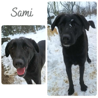 Sami