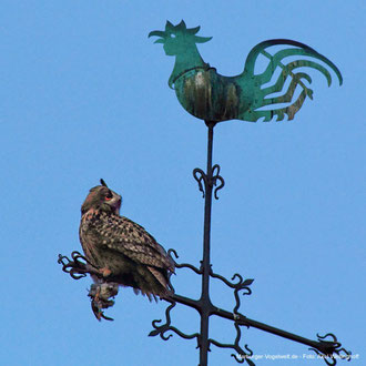 Altvogel mit Beute auf der Elisabethkirche. Foto: Axel Wellinghoff