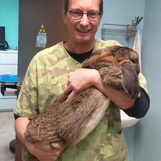 coniglio nano veterinario milano