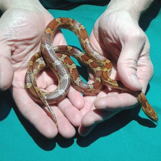 serpente veterinario milano