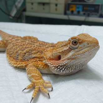 pogona veterinario milano