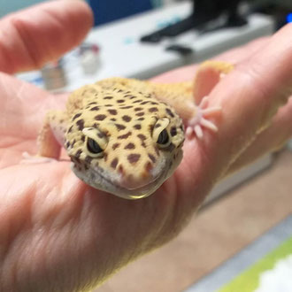 geco leopardino veterinario milano