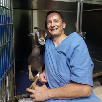 capra veterinario milano