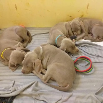 cuccioli cane veterinario milano