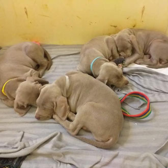 cuccioli cane veterinario milano