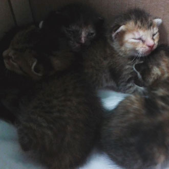 cuccioli gatto veterinario milano