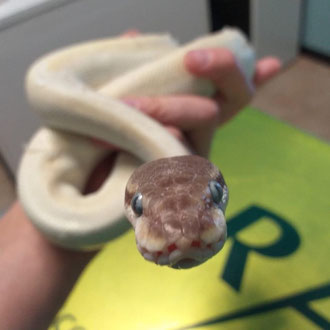 serpente veterinario milano