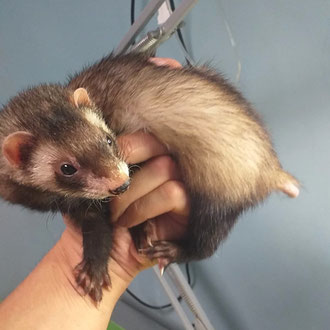 furetto veterinario milano