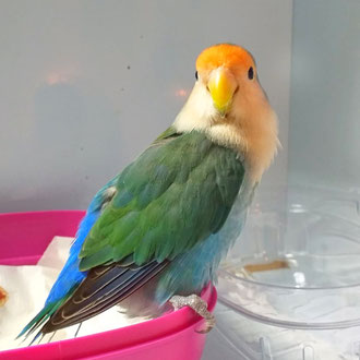 cocorita veterinario milano