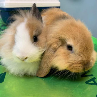 coniglio nano ariete veterinario milano 