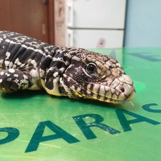 tegu veterinario milano