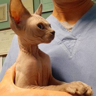 gatto sphynx veterinario milano
