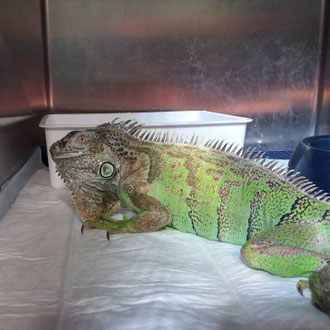 iguana veterinario milano
